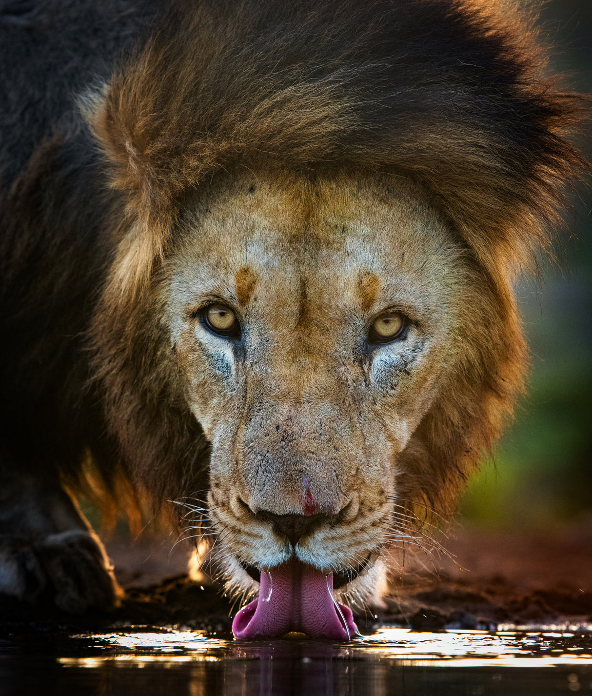 Backlight lion Poster och Canvastavla
