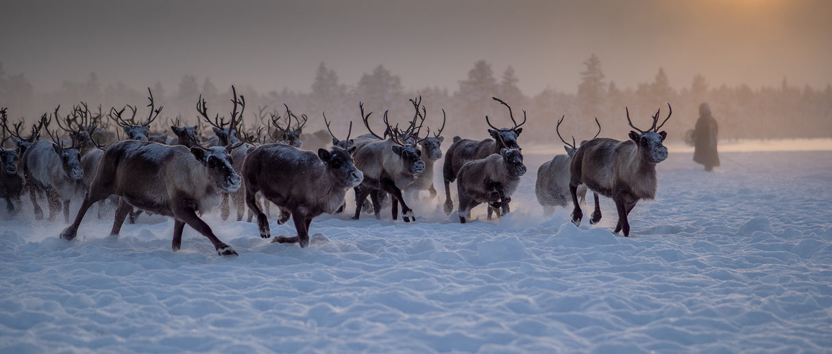 The herd Poster och Canvastavla