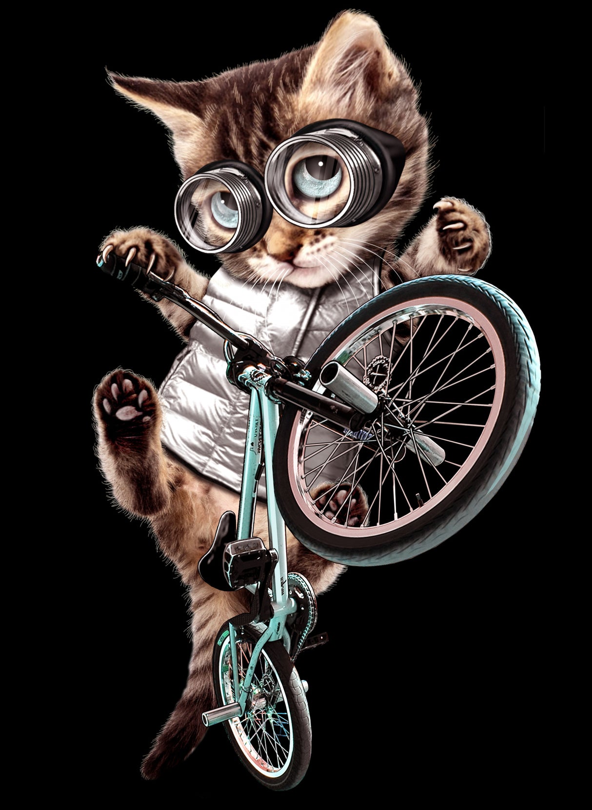 bmx cat Poster och Canvastavla