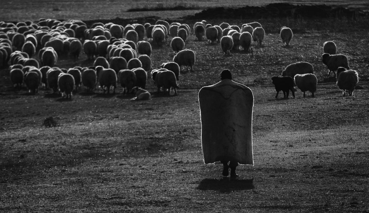 Shepherd Poster och Canvastavla