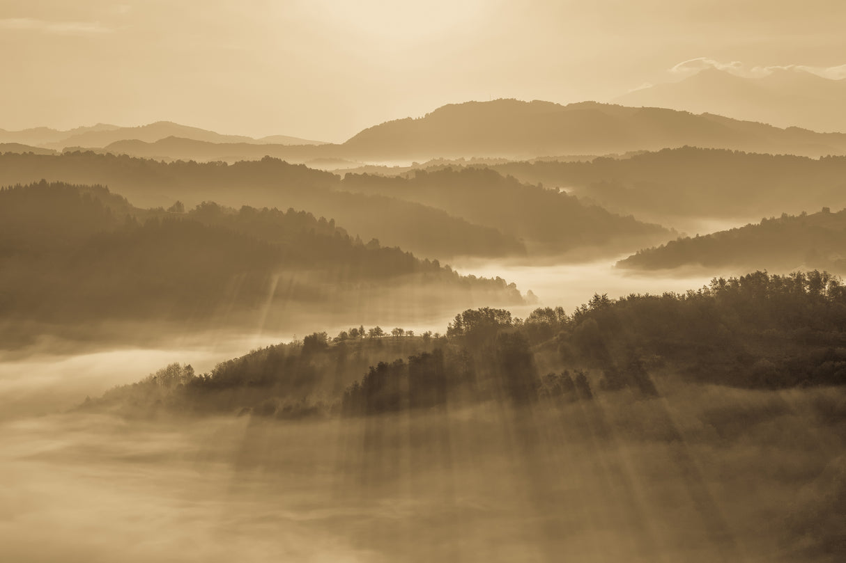 Golden Morning Light Poster och Canvastavla