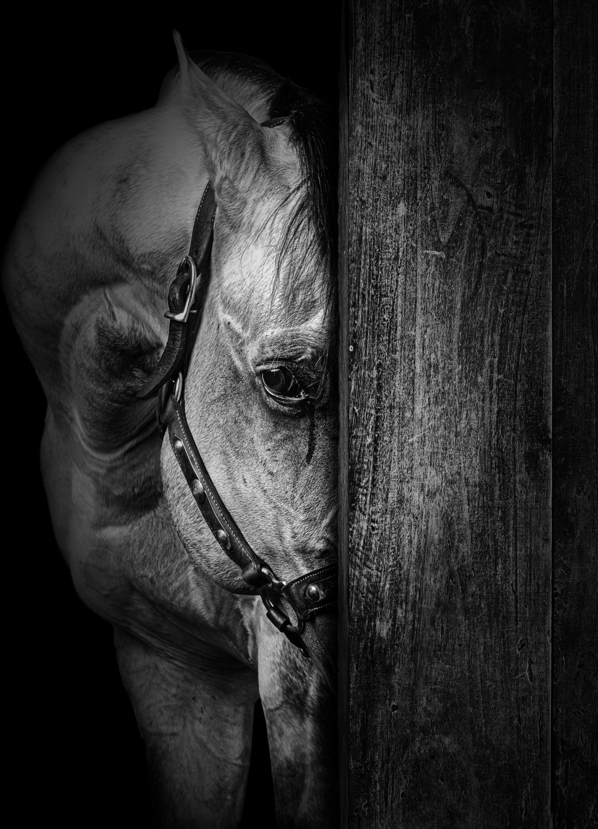 The Horse IX Poster och Canvastavla