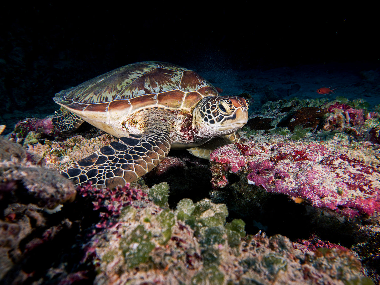 Green Turtle Poster och Canvastavla