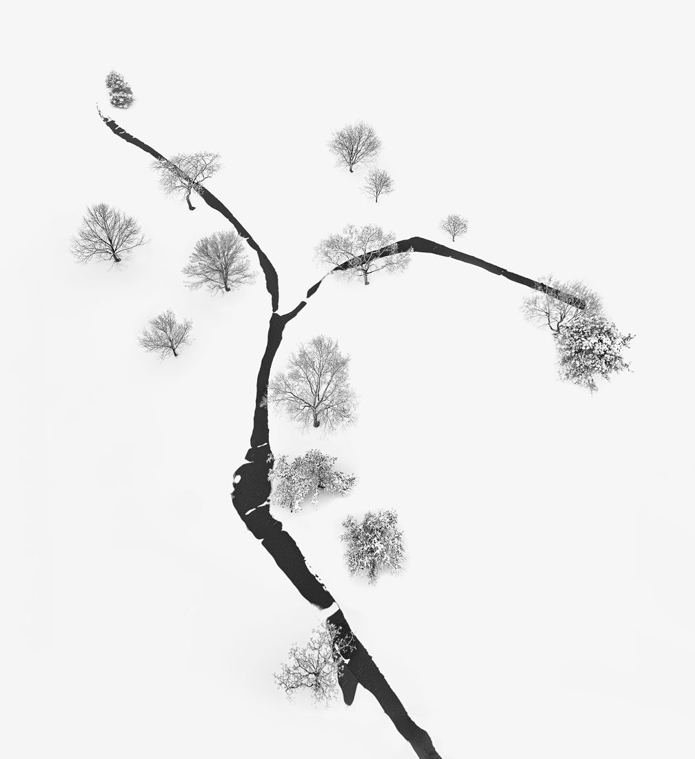 A Tree and Trees Poster och Canvastavla
