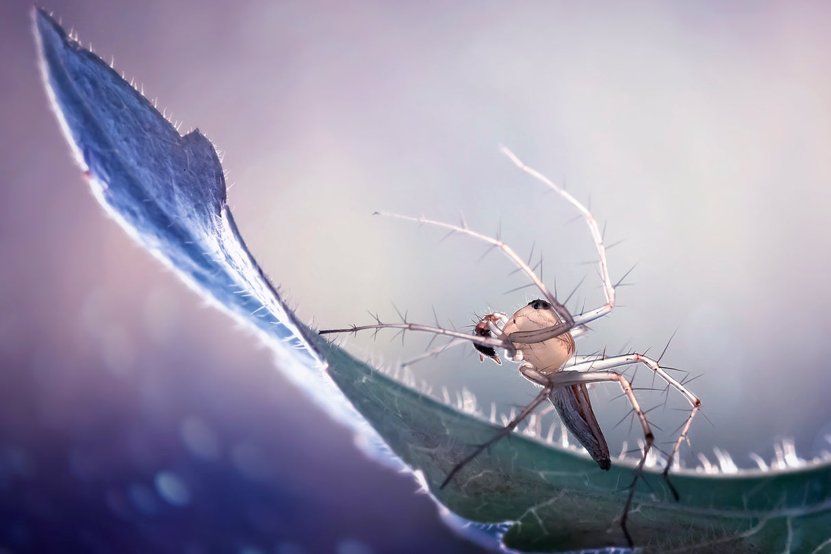 The Spider Poster och Canvastavla
