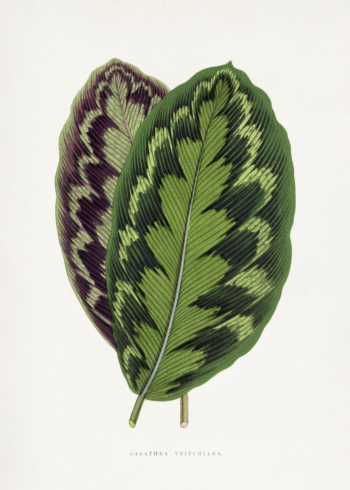 Calathea Veitchiana Leaf Illustration Poster och Canvastavla