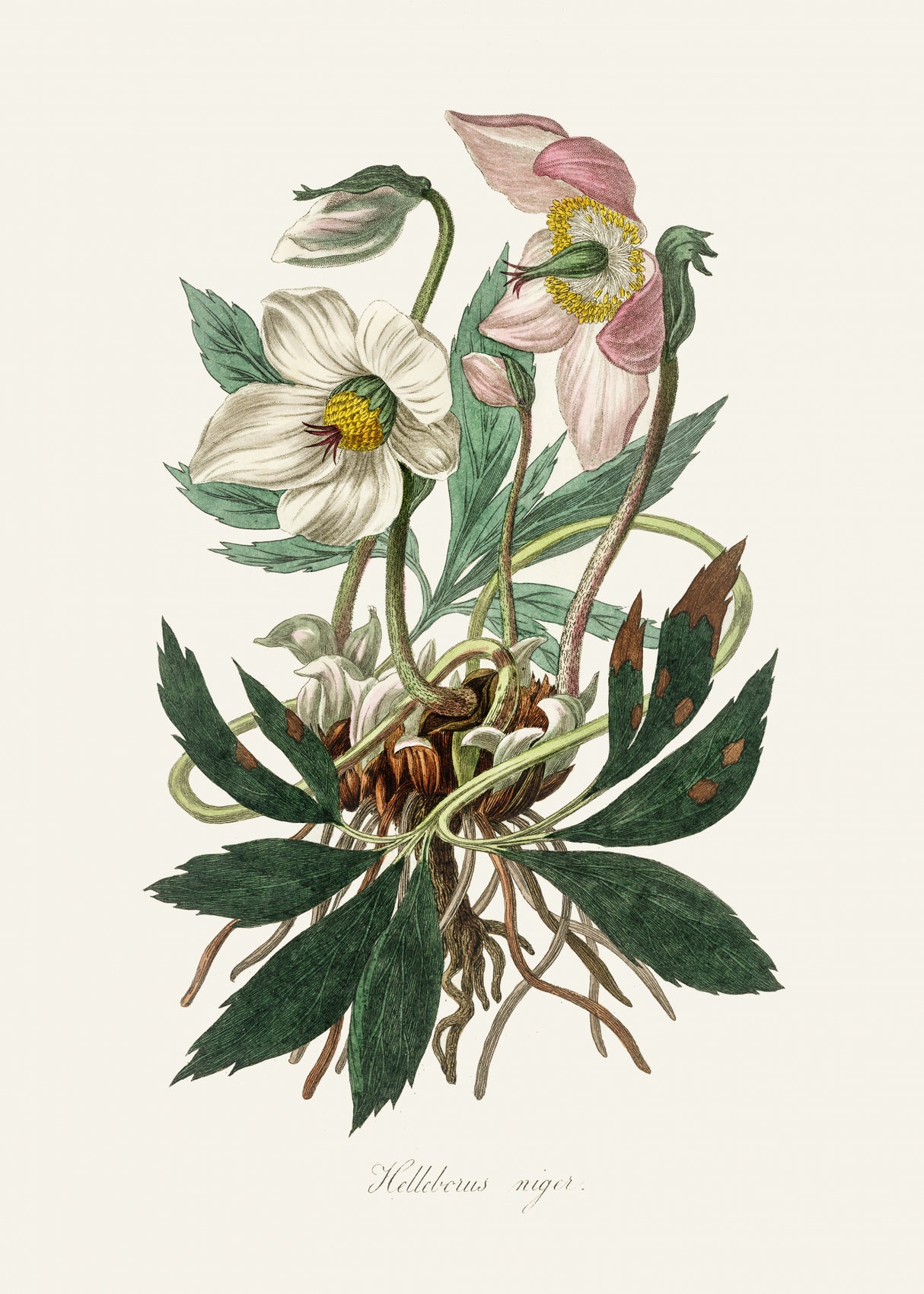 Christmas Rose (helleborus Niger) Medical Botany Poster och Canvastavla