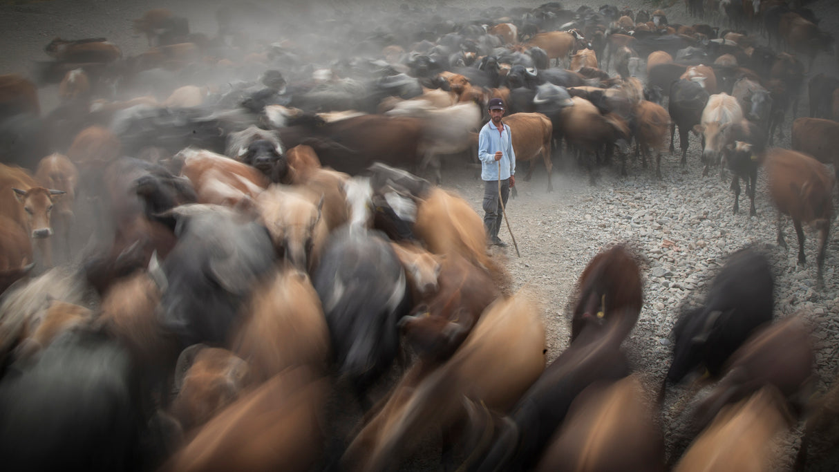 herd and shepherd Poster och Canvastavla
