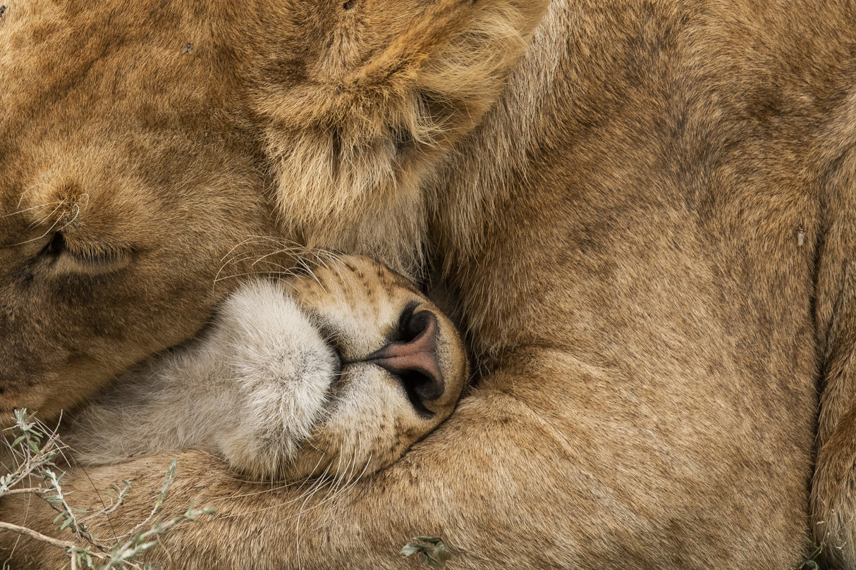 Lion Love Poster och Canvastavla