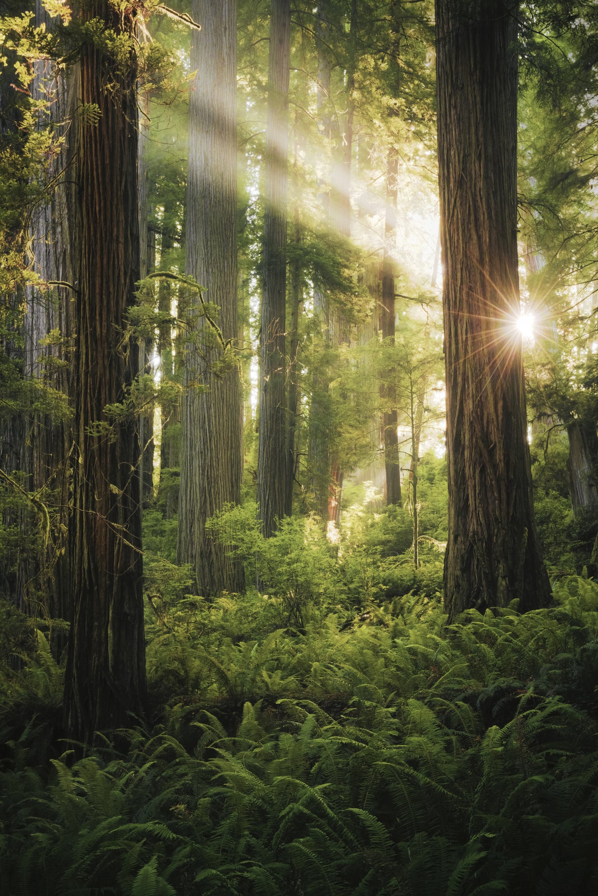Fairy Forest Poster och Canvastavla