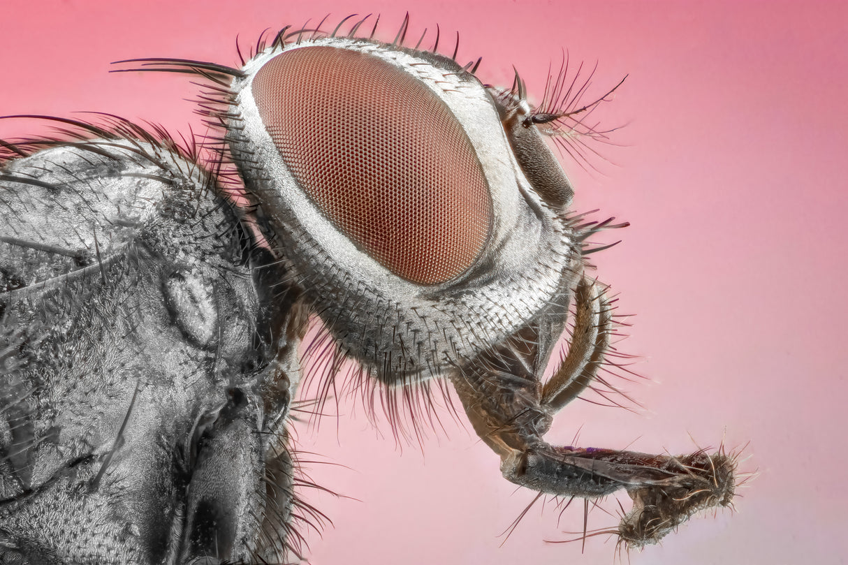 "House fly" Poster och Canvastavla