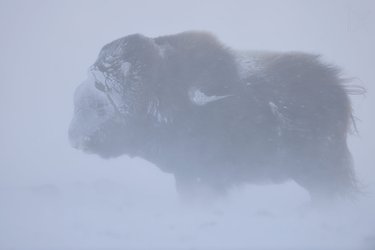 Portrait of Musk ox fighting a winter snow blizard Poster och Canvastavla