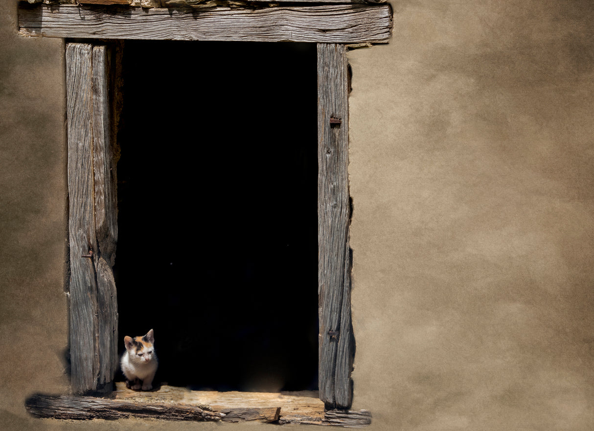 How much is that kitty in the window Poster och Canvastavla