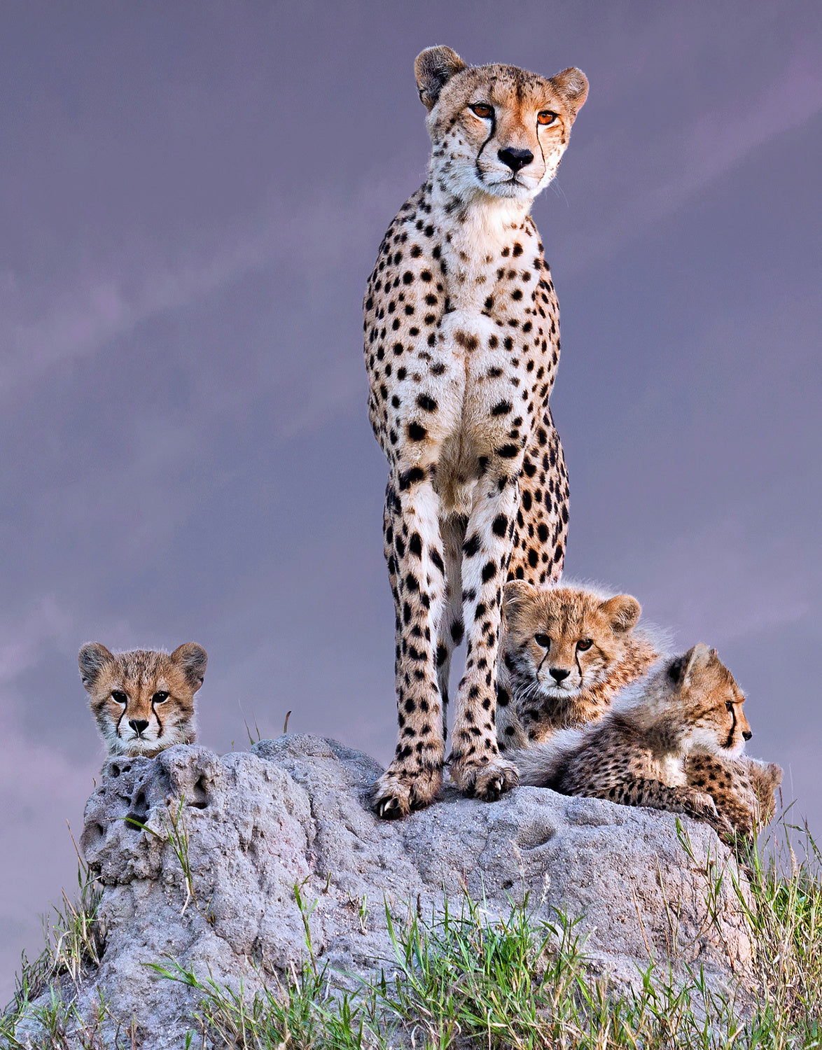 Cheetah with cubs at dawn Poster och Canvastavla
