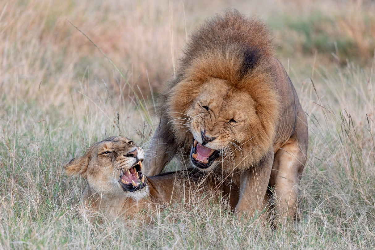 Mating Lions Poster och Canvastavla