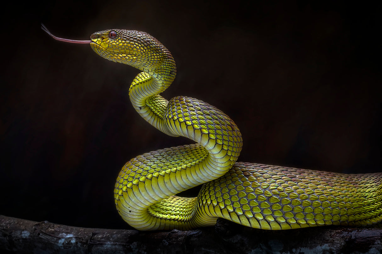 Scary Green Viper Poster och Canvastavla