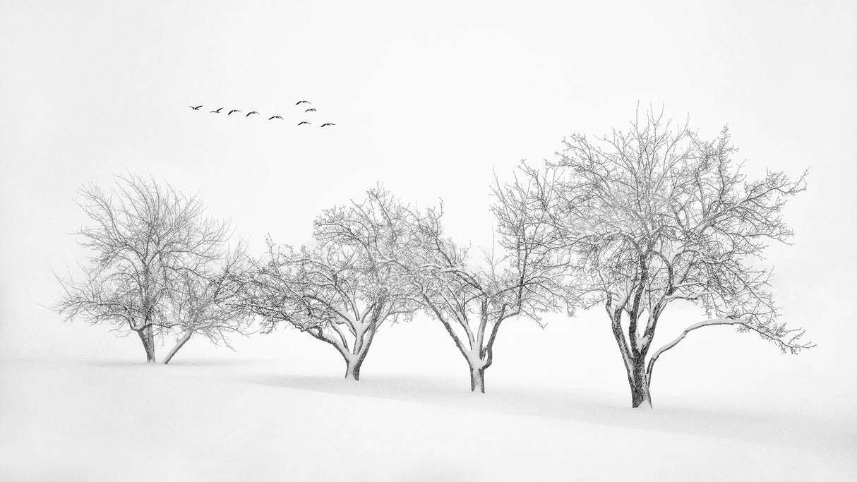 White World Poster och Canvastavla