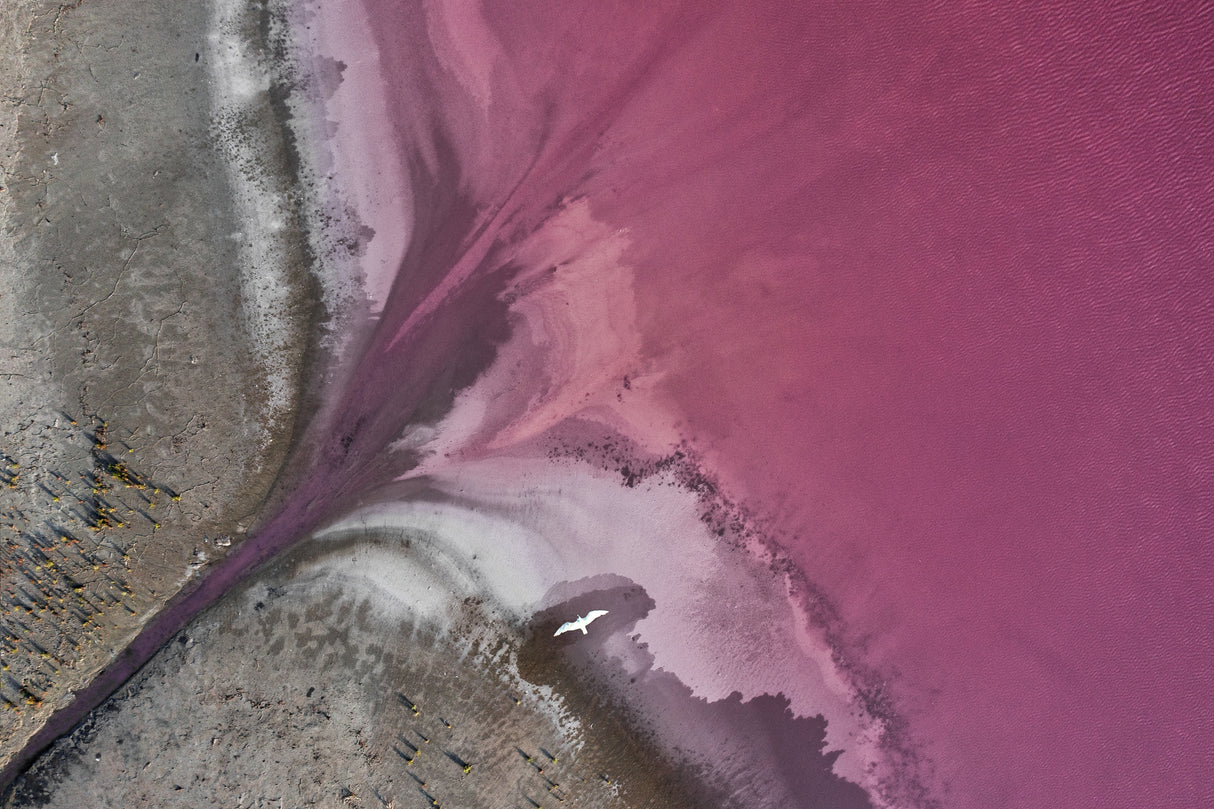 Pink flight Poster och Canvastavla