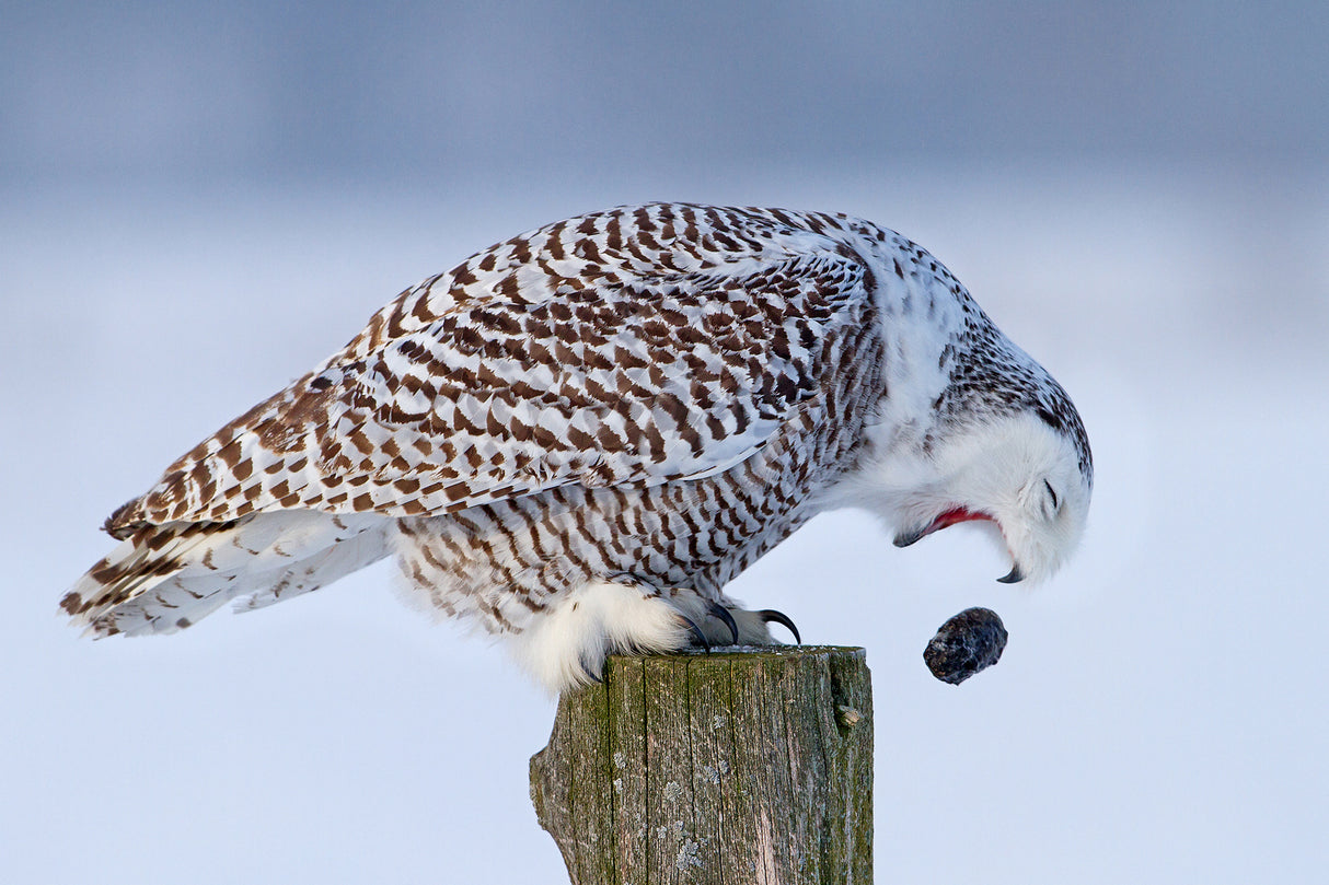 Snowy Owl - Cough it up buddy Poster och Canvastavla