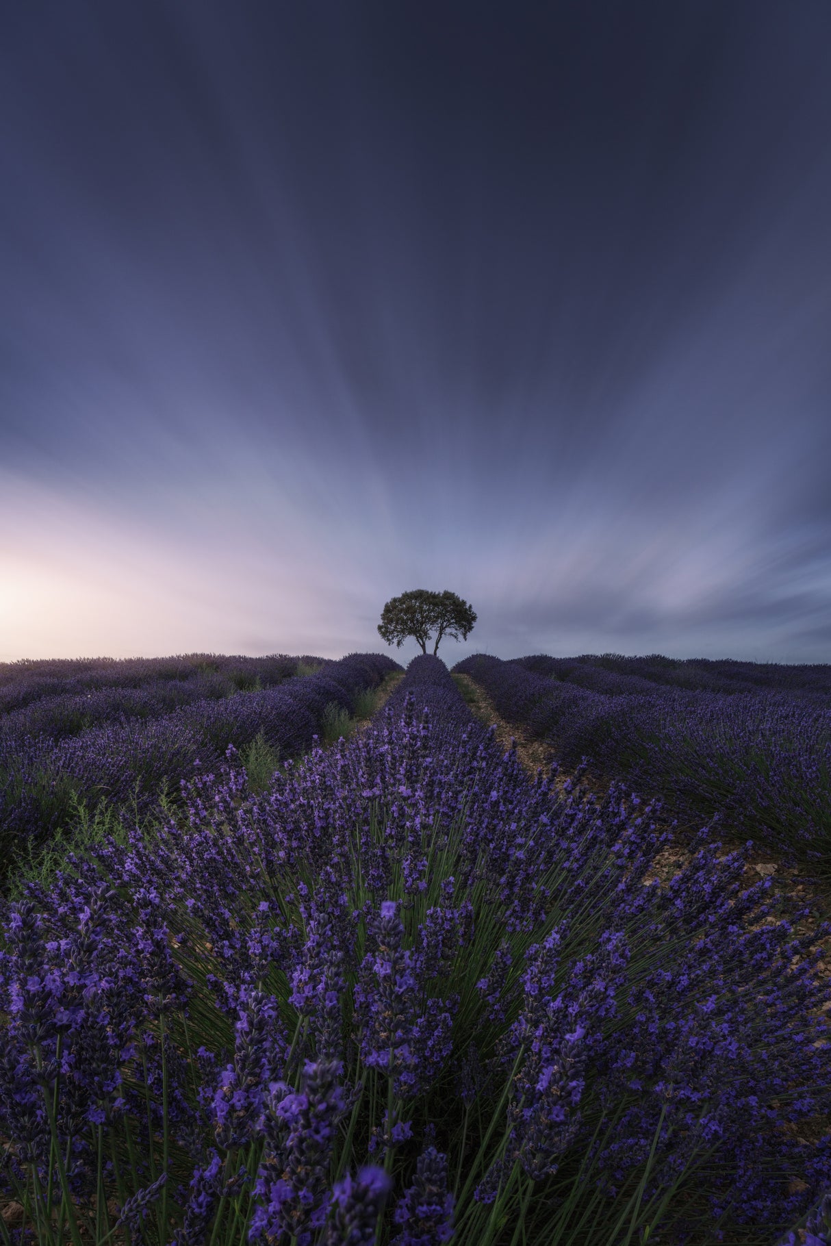 The tree and the lavender Poster och Canvastavla