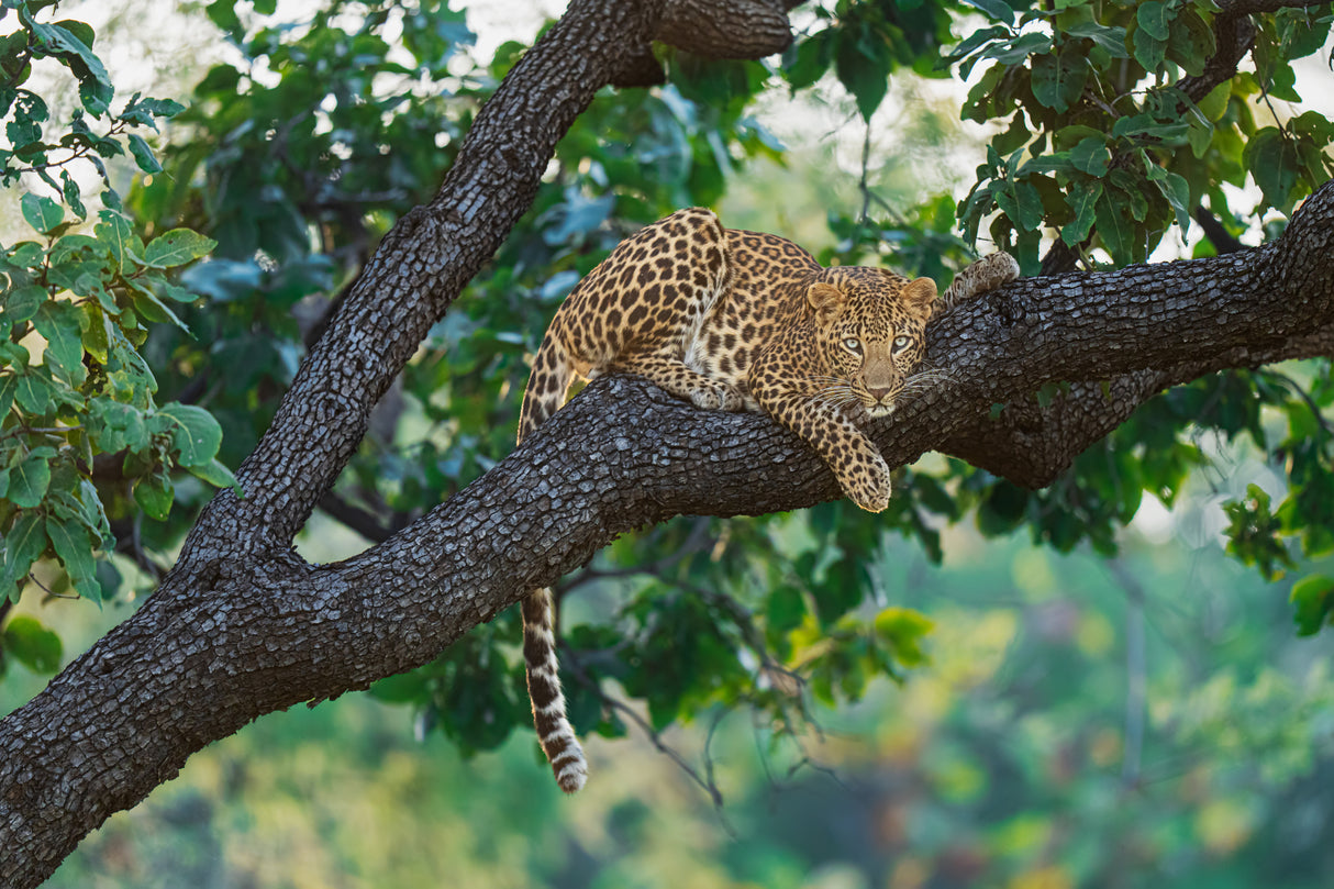 Beauty on the tree Poster och Canvastavla