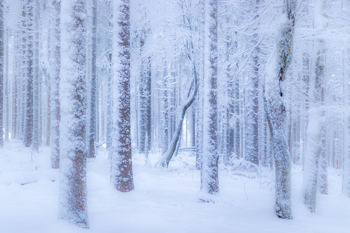 Winter forest Poster och Canvastavla