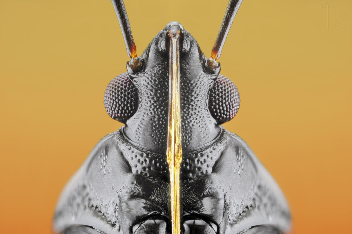 Plant Bug (Fulvius imbecilis) Poster och Canvastavla