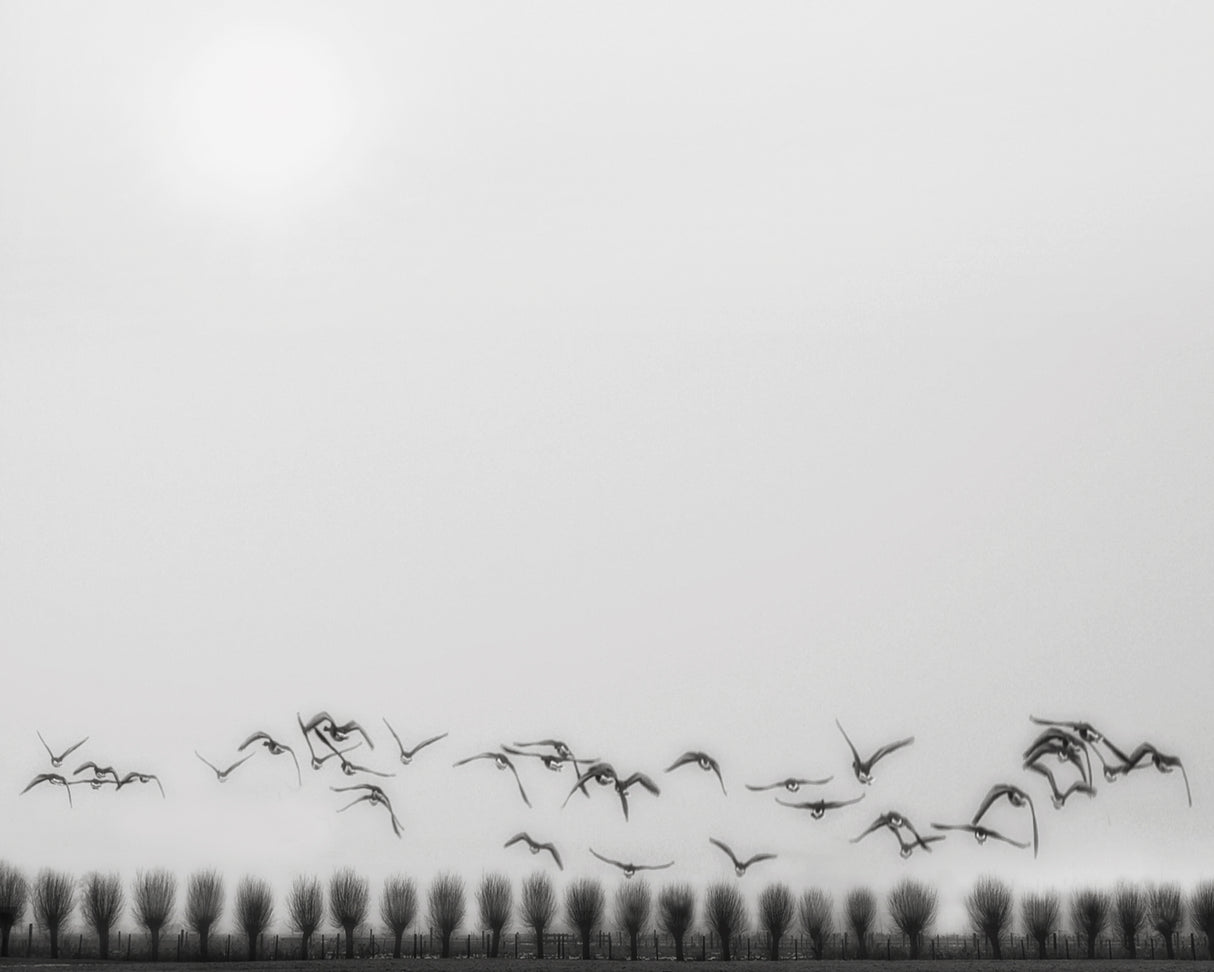 Seagulls over the fields Poster och Canvastavla