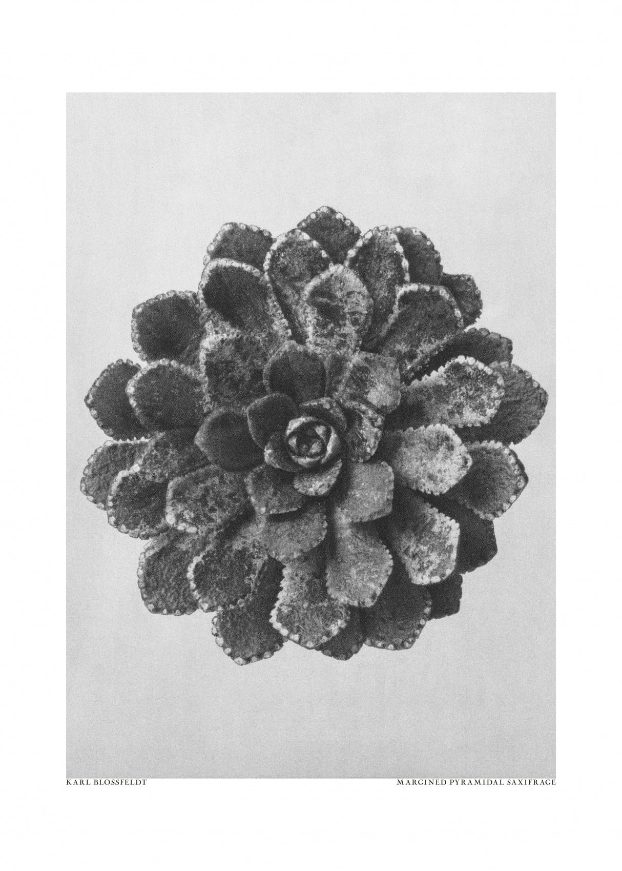 Margined Pyramidal Saxifrage Poster och Canvastavla