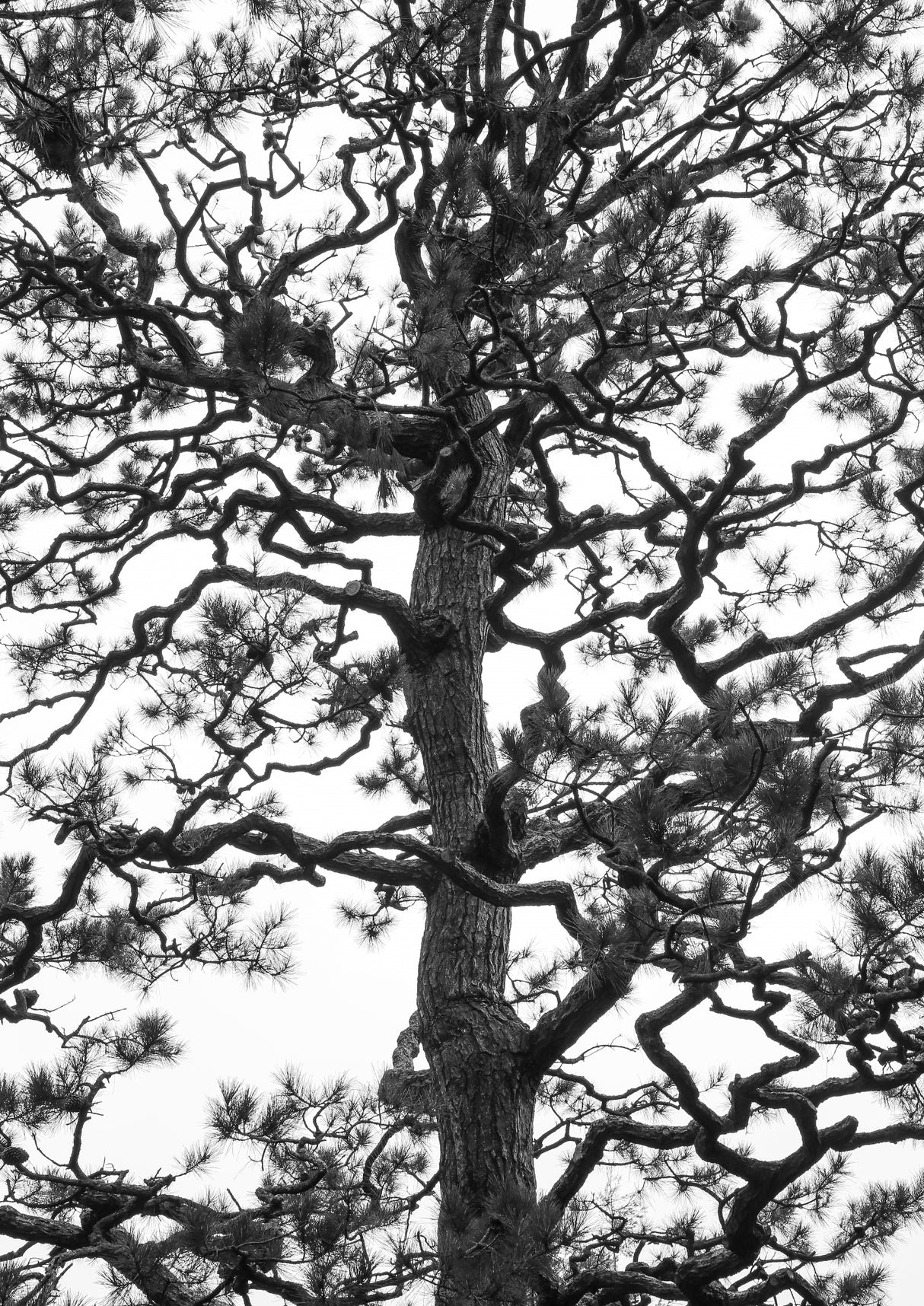 Japanese Garden 03 Poster och Canvastavla