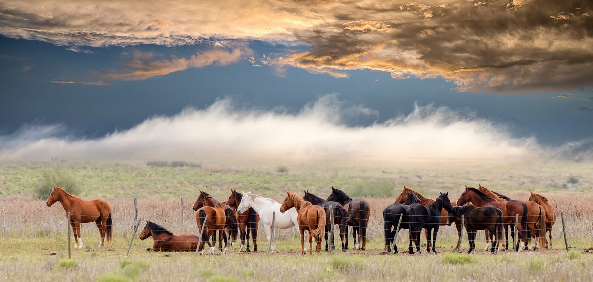 Horses Poster och Canvastavla