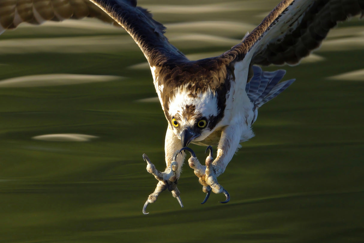 Osprey in action... Poster och Canvastavla