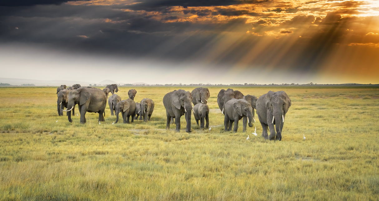 For the love of elephants Poster och Canvastavla