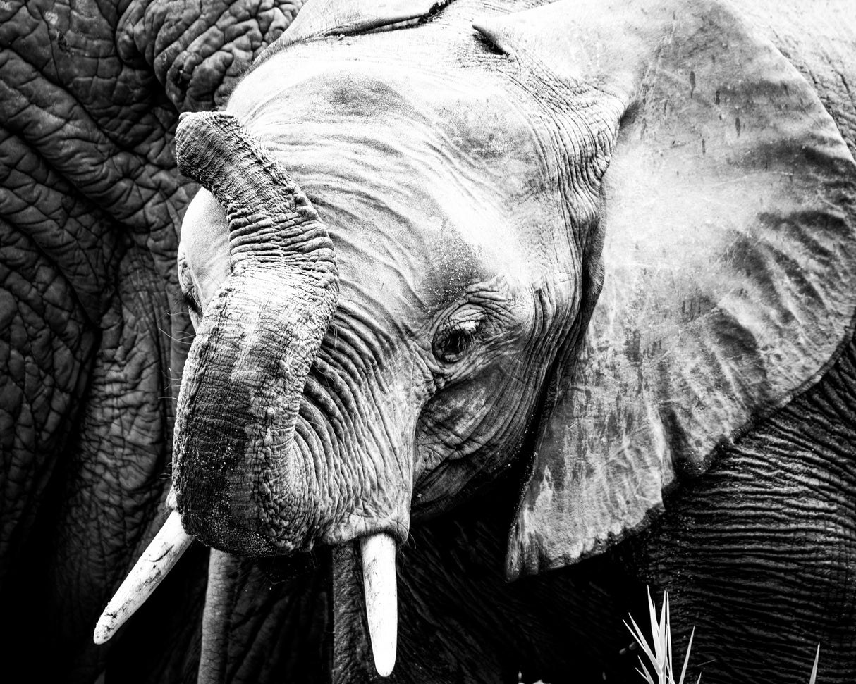 Elephant Calf Poster och Canvastavla