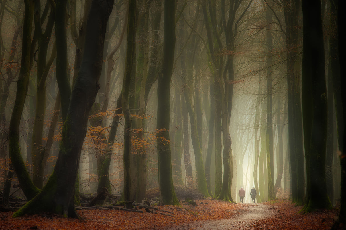 Walking in the forest of the dancing trees. Poster och Canvastavla