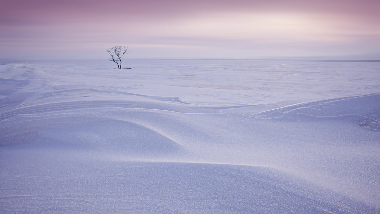Trees in the morning Poster och Canvastavla