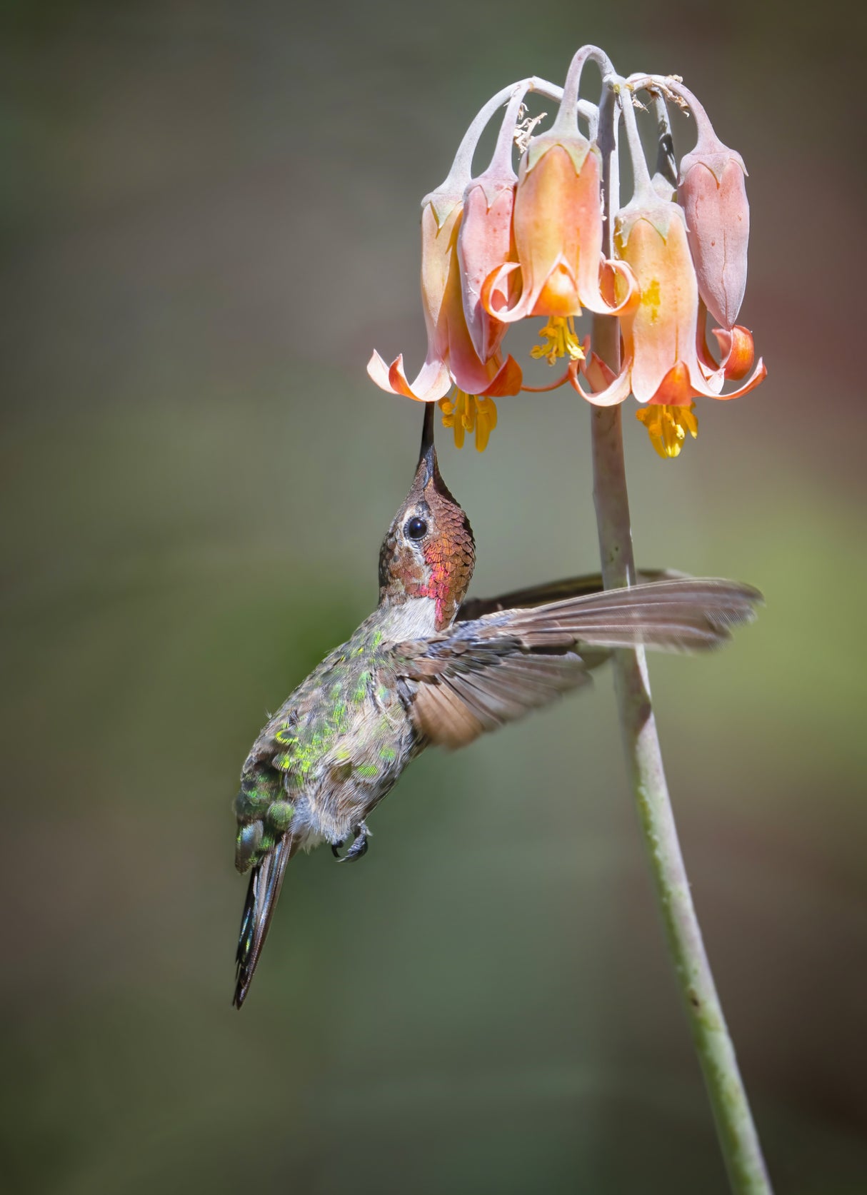 Hugging Poster och Canvastavla