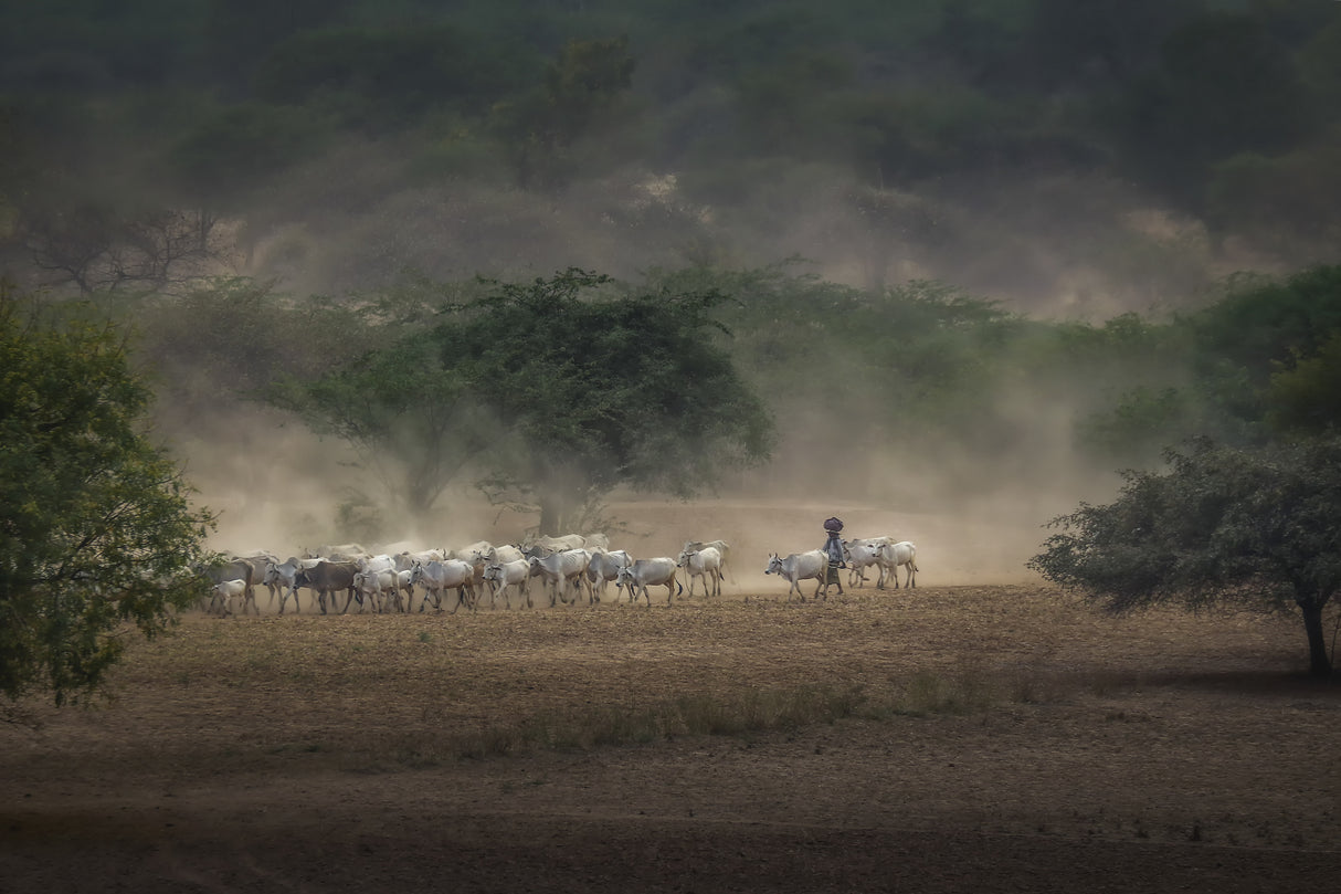 The Herdswoman on the Way Home with the Cattle in Bagan Poster och Canvastavla
