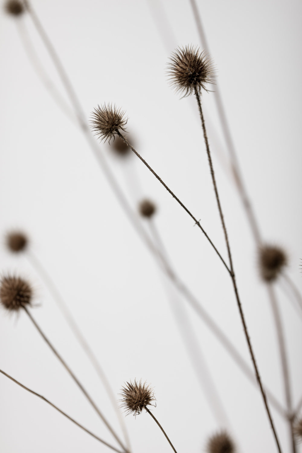 Thistle Grey 05 Poster och Canvastavla
