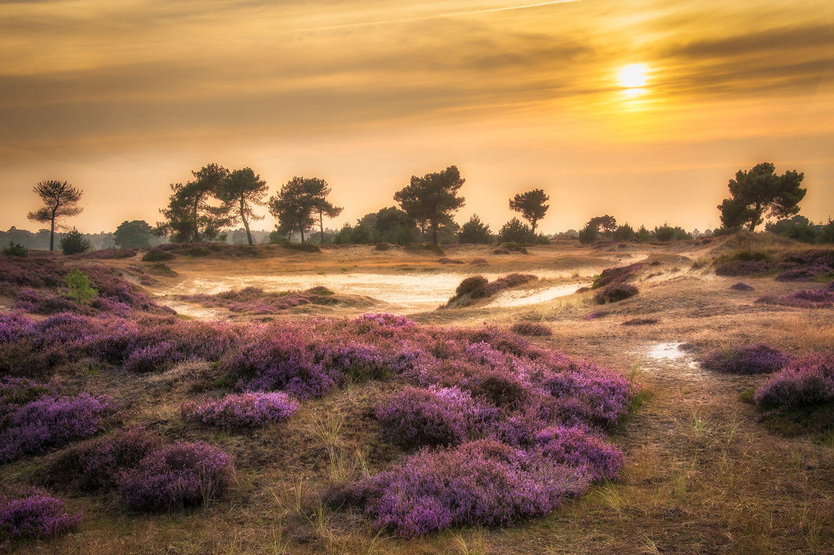 Heather in bloom Poster och Canvastavla