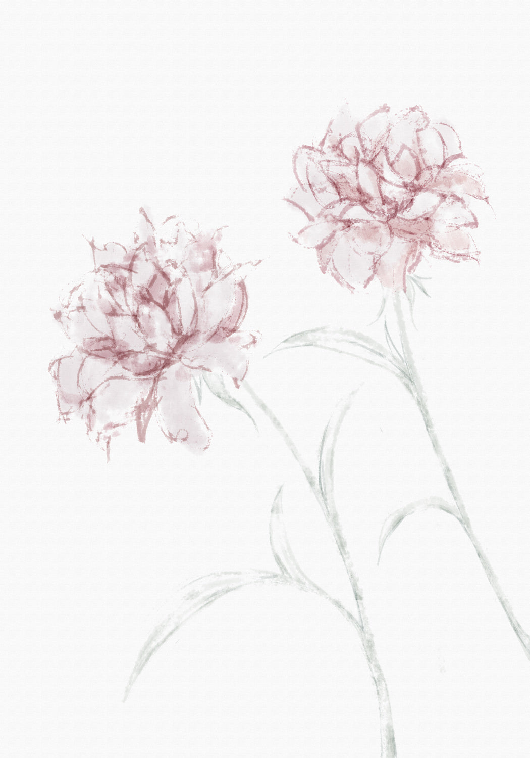 Peony 03 Poster och Canvastavla