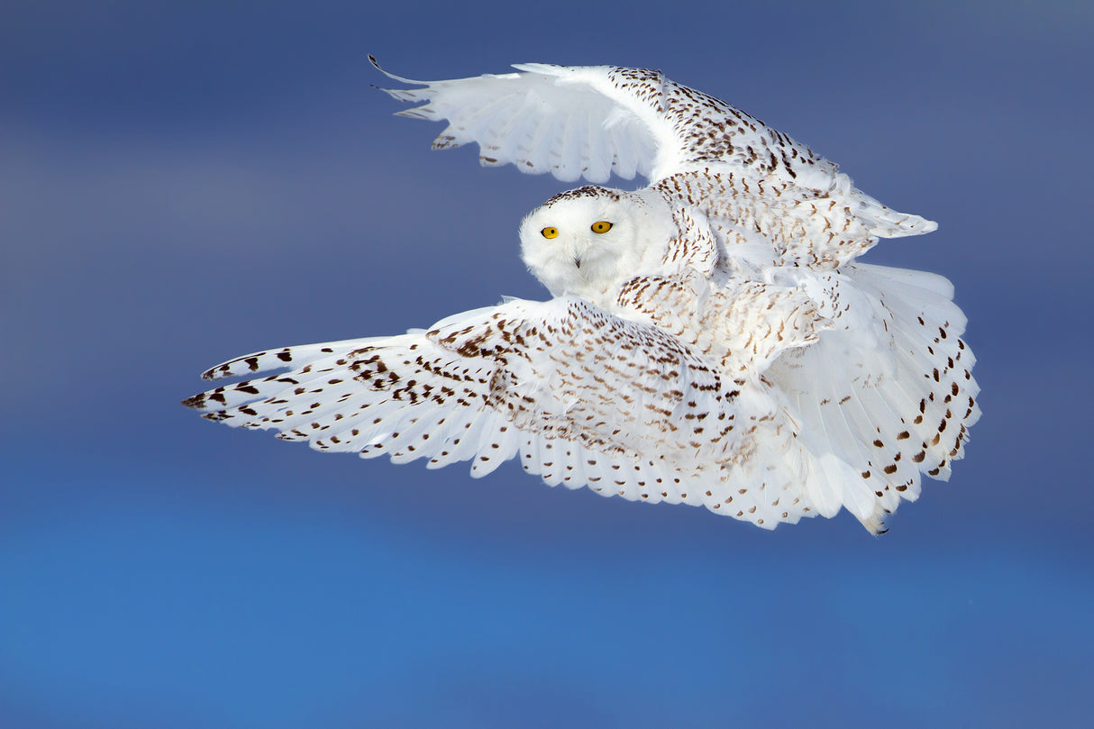 Flight of the Snowy - Snowy Owl Poster och Canvastavla