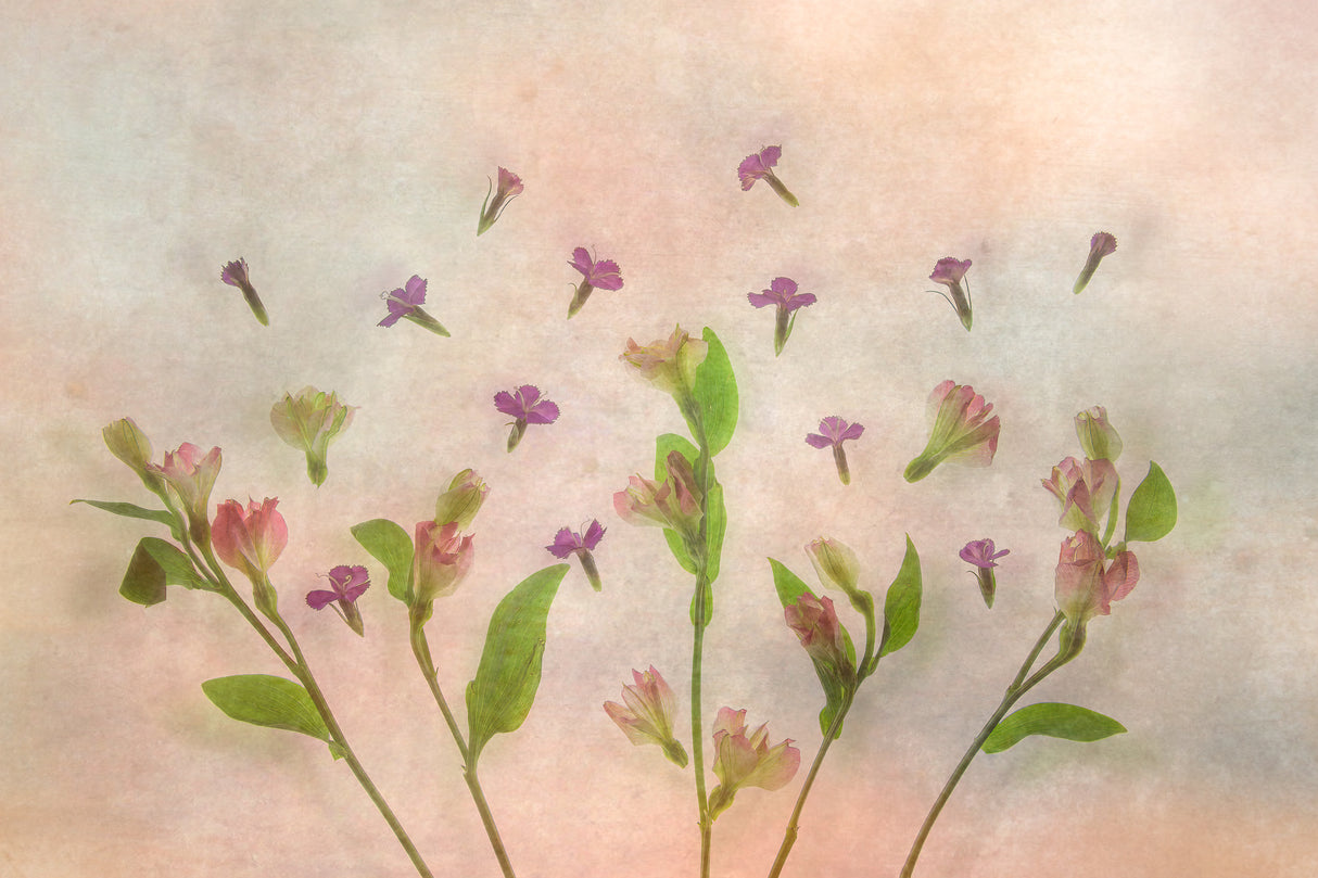 Dream of Spring Poster och Canvastavla