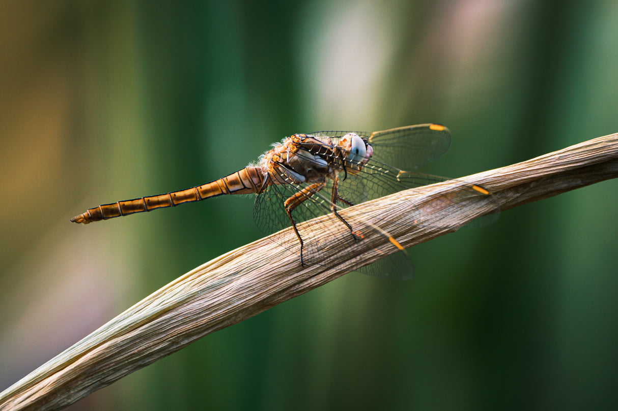 Dragonfly Poster och Canvastavla