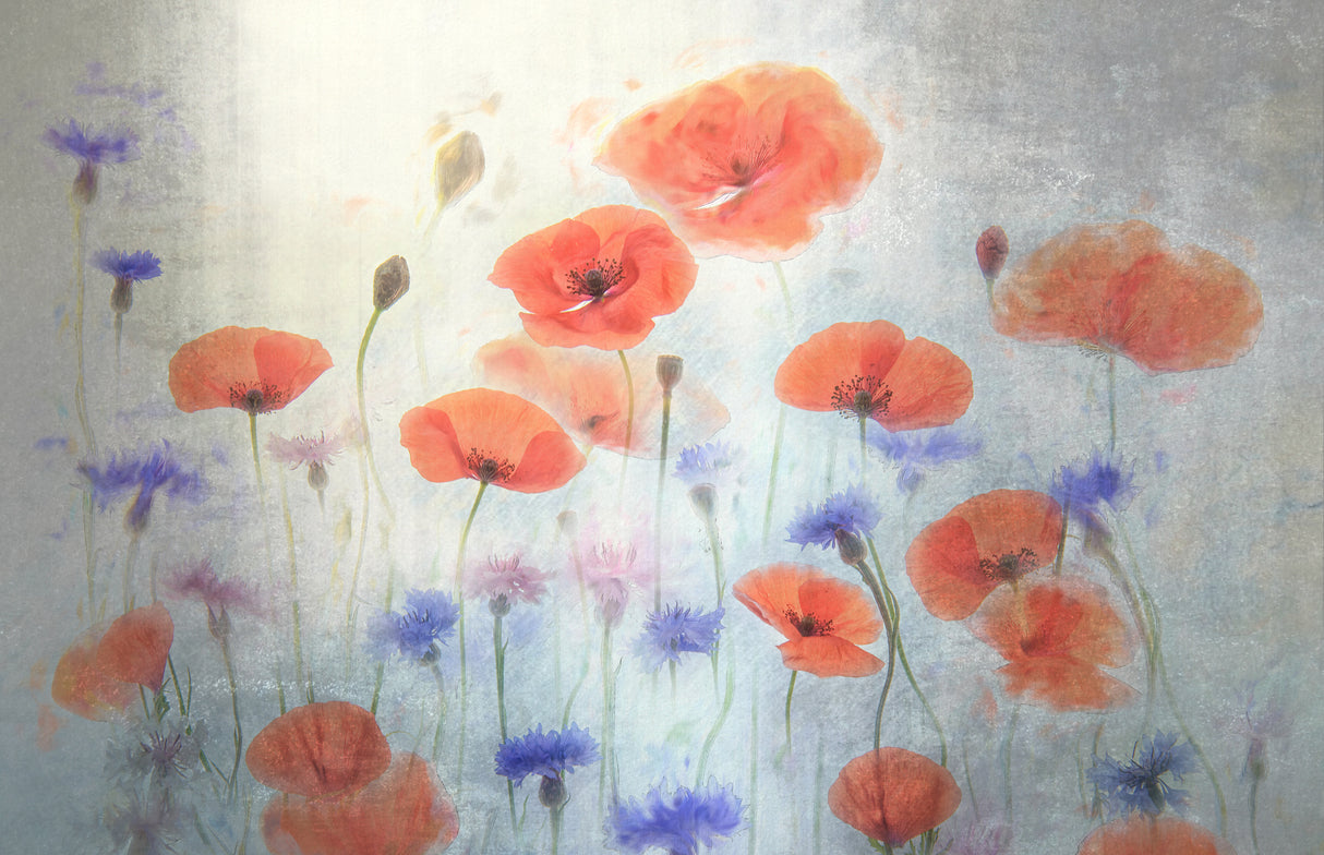 Poppy Poster och Canvastavla