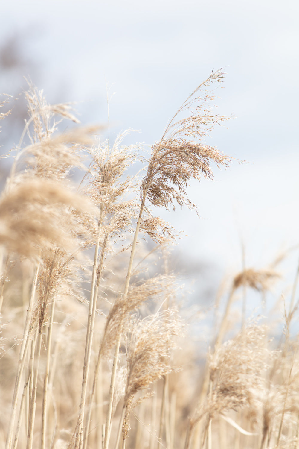Grass Reed and sky_3 Poster och Canvastavla