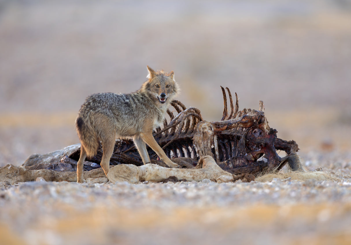 Golden Jackal Poster och Canvastavla