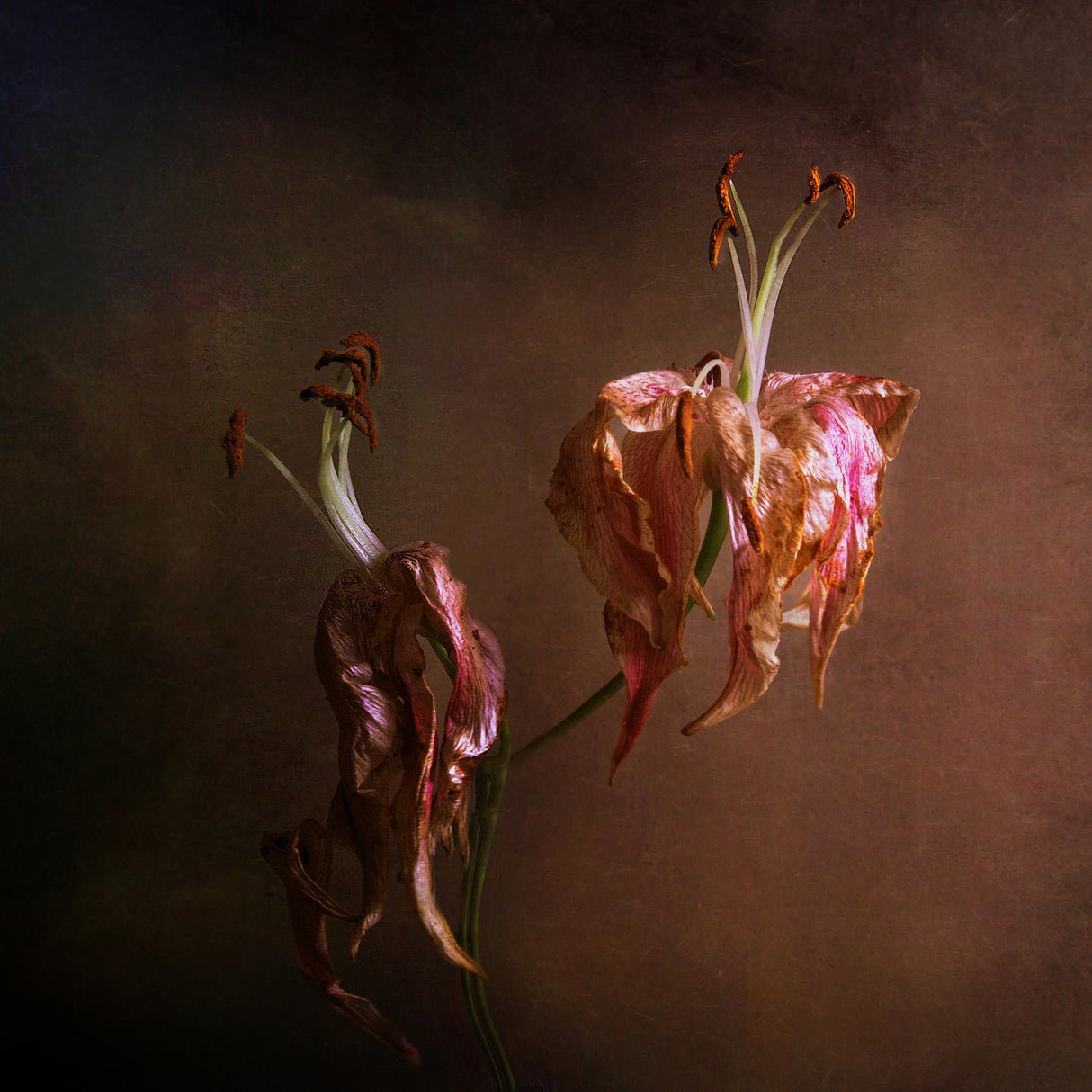 Wilted Beauty Poster och Canvastavla