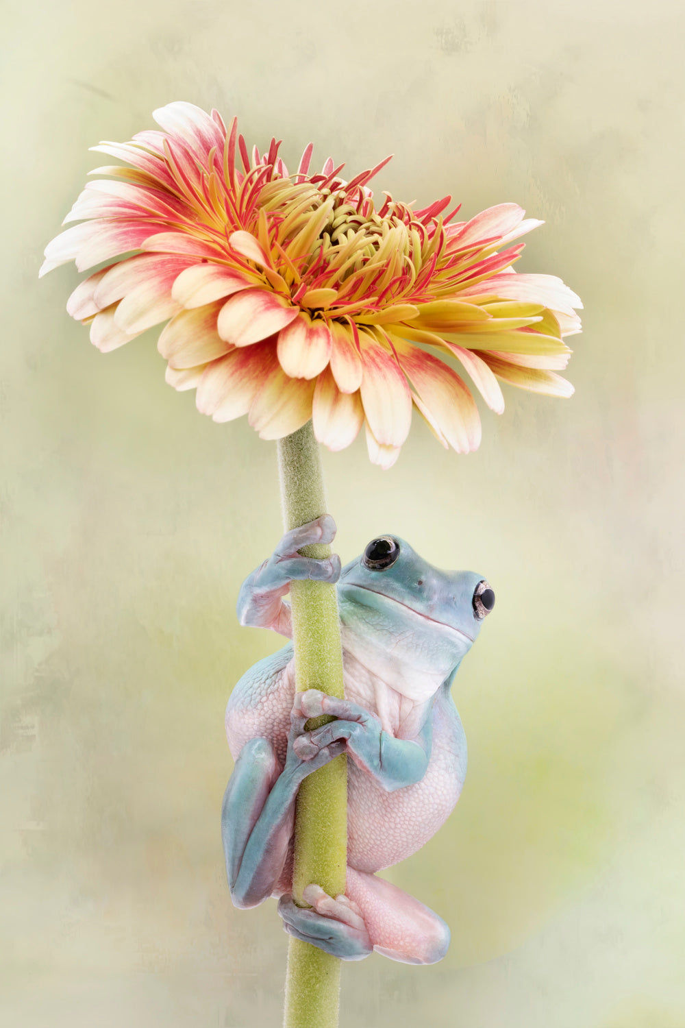 White's Tree Frog Holding a Gerbera Flower Poster och Canvastavla
