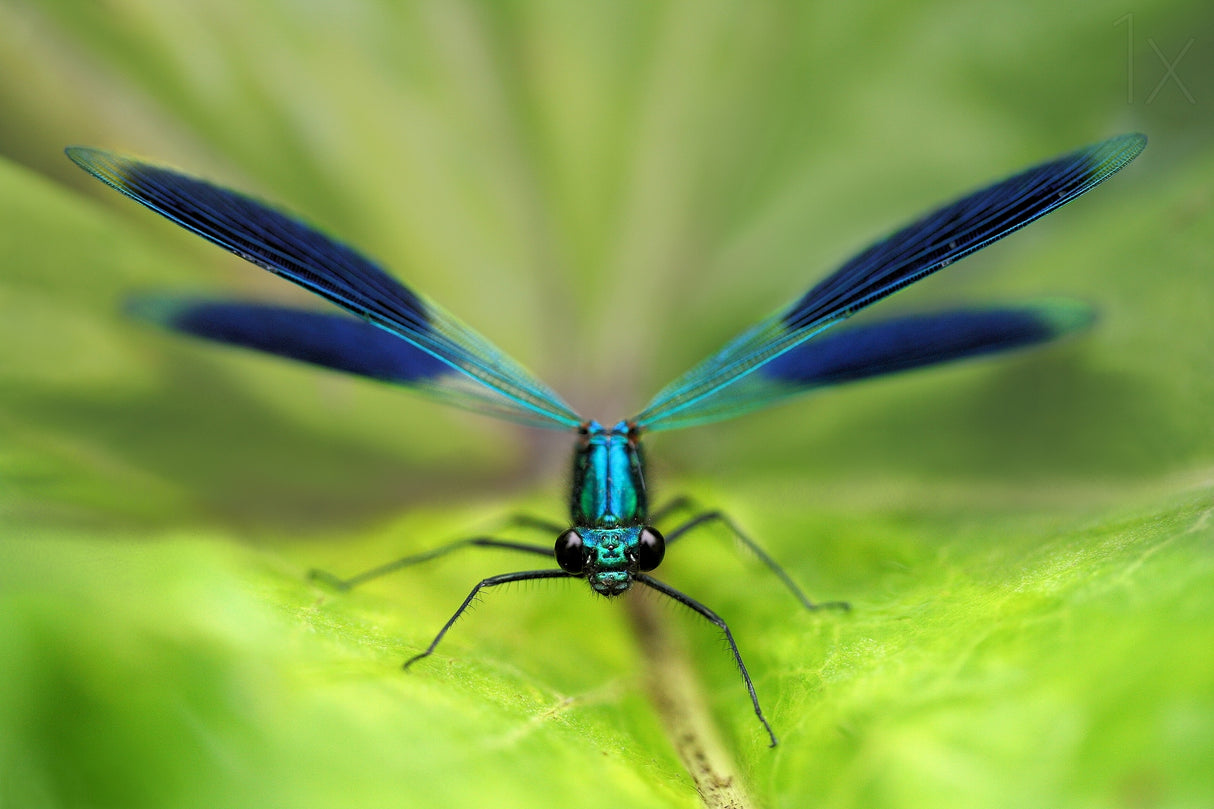 Damselfly Poster och Canvastavla